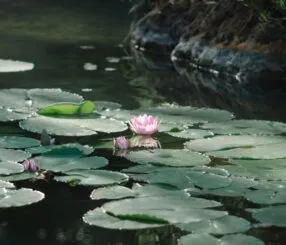 Descubra o Jardim Botânico do Rio de Janeiro: guia imperdível