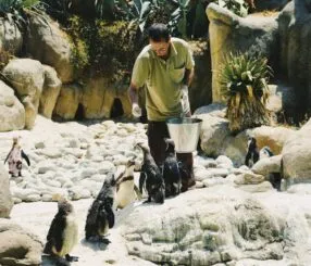 AquaRio: descubra o melhor horário para tubarões e pinguins