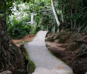 Caminhada ecológica na Trilha Transcarioca: descubra!