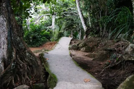 Caminhada ecológica na Trilha Transcarioca: descubra!