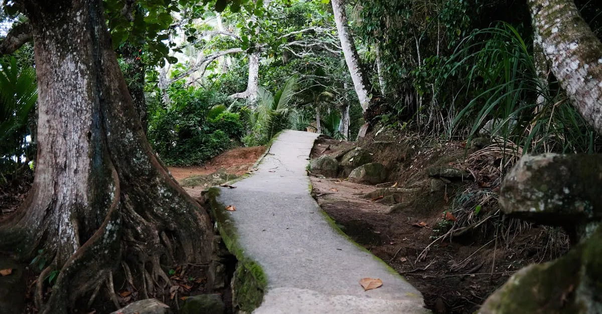 Caminhada ecológica na Trilha Transcarioca: descubra!
