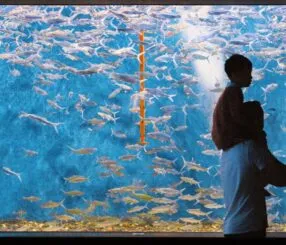 Como visitar o AquaRio com desconto e ingressos online