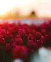 Experiência fotográfica no Jardim Botânico ao amanhecer