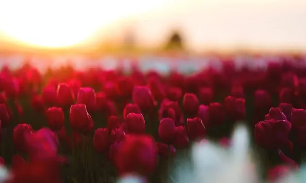 Experiência fotográfica no Jardim Botânico ao amanhecer