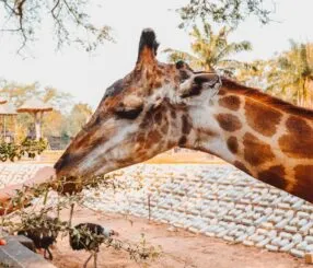 Descubra a visita guiada ao BioParque com alimentação interativa