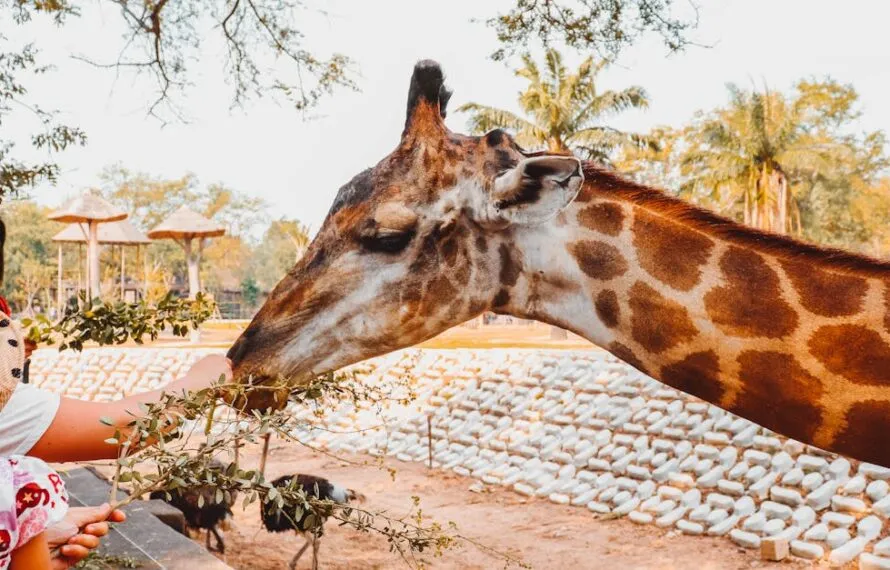 Descubra a visita guiada ao BioParque com alimentação interativa