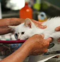 Tudo O Que Você Precisa Saber Antes de Contratar um Convênio Veterinário
