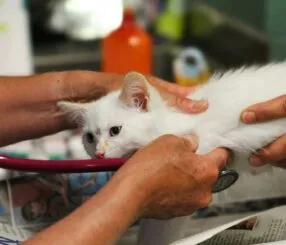 Tudo O Que Você Precisa Saber Antes de Contratar um Convênio Veterinário