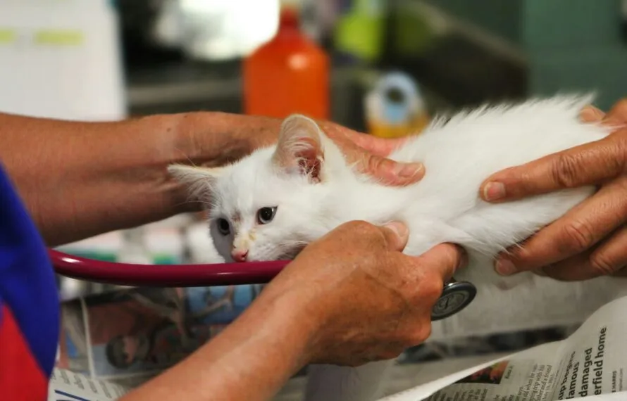 Tudo O Que Você Precisa Saber Antes de Contratar um Convênio Veterinário