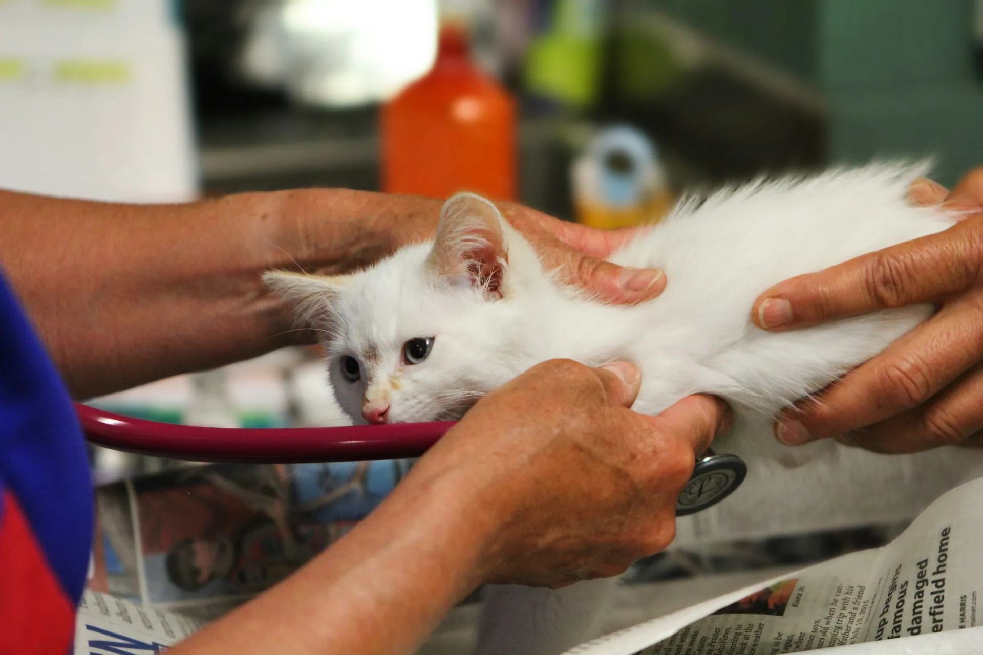 Tudo O Que Você Precisa Saber Antes de Contratar um Convênio Veterinário